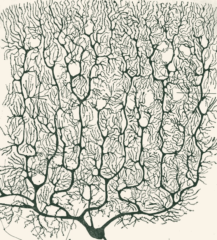 A branching neuron drawn by Santiago Ramón y Cajal